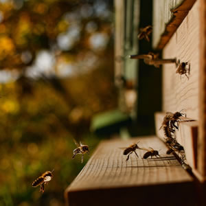 Au coeur des Corbières